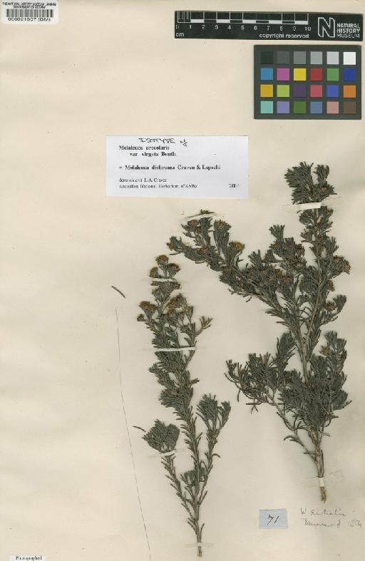 Melaleuca dichroma Craven & Lepschi - BM000021307