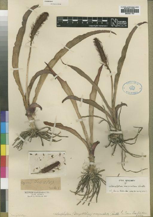Chlorophytum africanum (Baker) Engl. - BM000911767