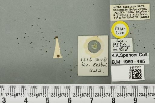 Liriomyza cestri Spencer, 1982 - BMNHE_1474315_49578