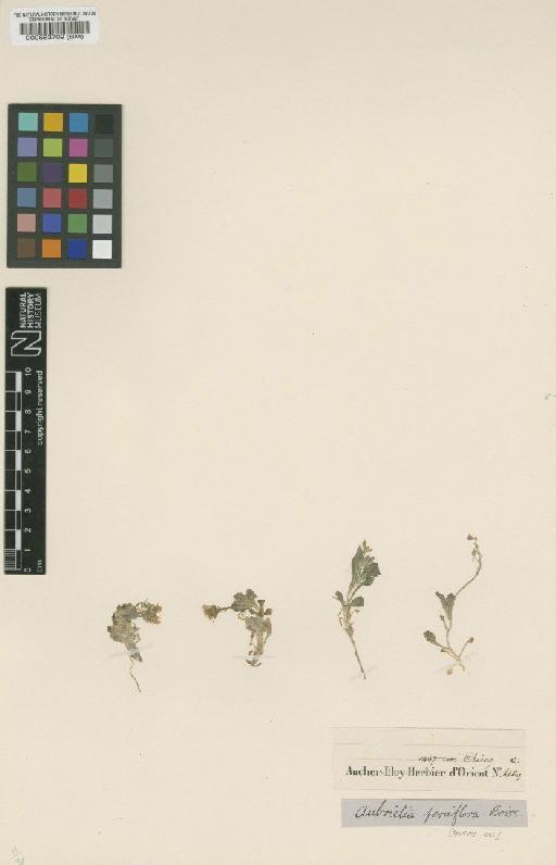 Aubrietia parviflora Boiss - BM000583709