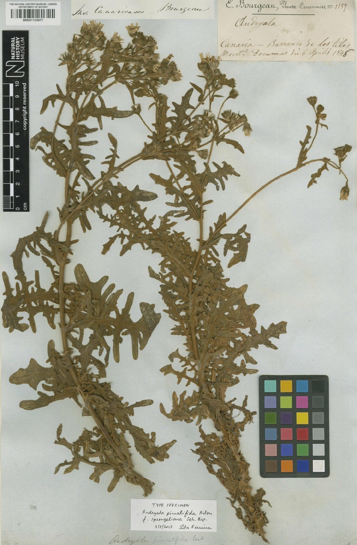 To NHMUK collection (Andryala pinnatifida f. sprengeliana Sch.Bip.; Type; NHMUK:ecatalogue:2796048)