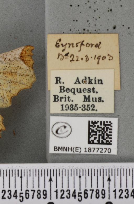 Selenia lunularia ab. nigrumbrata Lempke, 1951 - BMNHE_1877270_label_448371