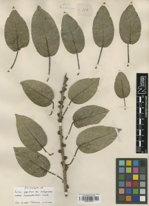 Ficus citrifolia Mill - BM001125105