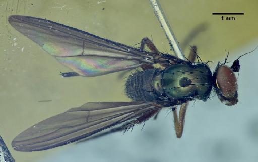 Pseudargyra tarsale (Van Duzee, 1930) - Pseudargyra_tarsale-249168-dorsal