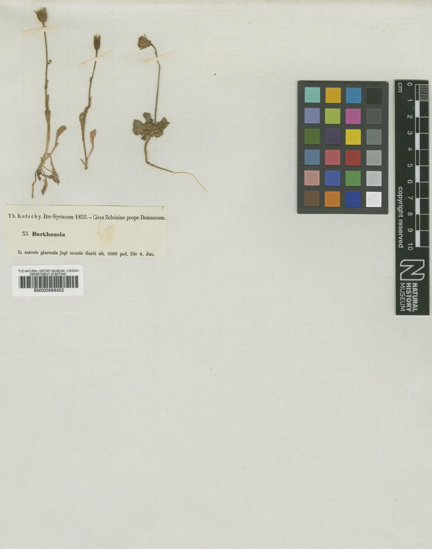 To NHMUK collection (Crepis pterothecoides Boiss.; Type; NHMUK:ecatalogue:481605)