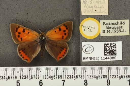 Lycaena phlaeas eleus ab. nigroapicata Tutt, 1906 - BMNHE_1144080_109223