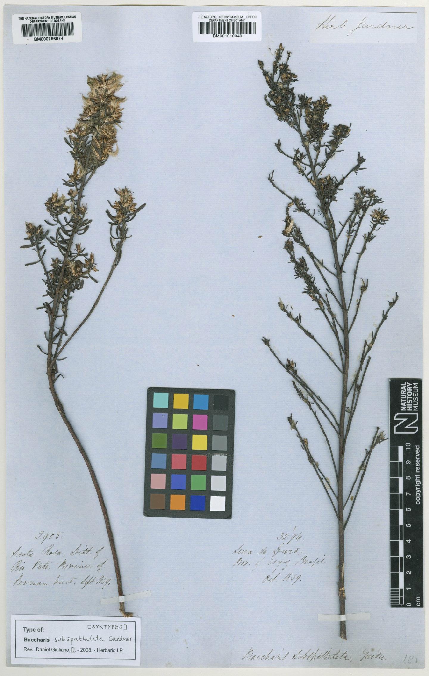 To NHMUK collection (Baccharis subspathulata Gardner; Syntype; NHMUK:ecatalogue:464641)