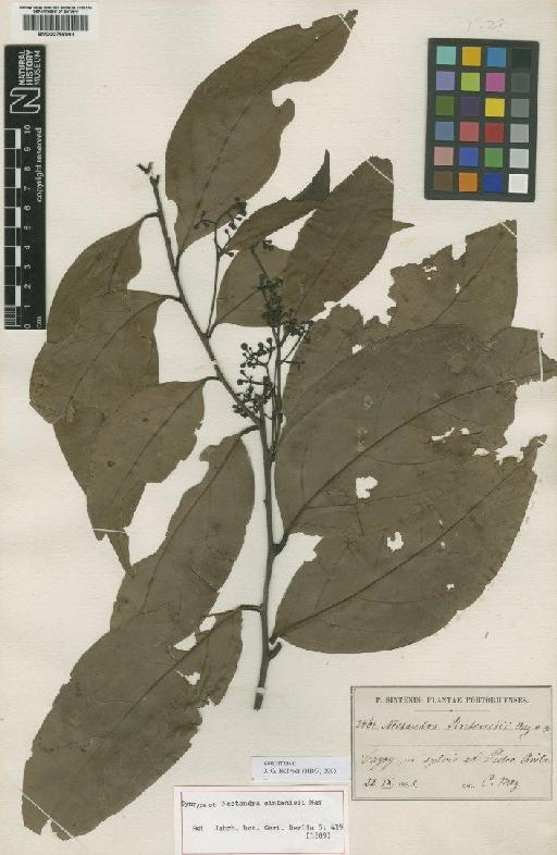 Nectandra turbacensis (Kunth) Nees - BM000758864