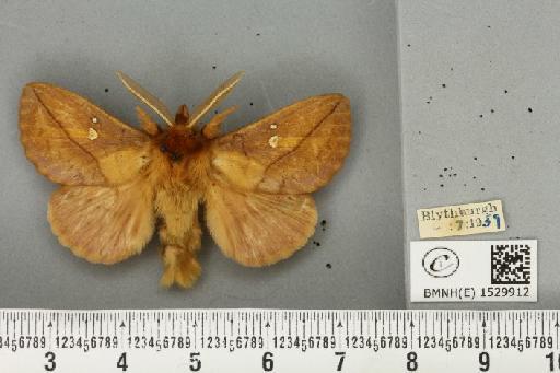 Euthrix potatoria (Linnaeus, 1758) - BMNHE_1529912_197360