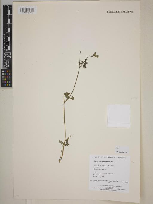 Chaerophyllum temulum L. - 013858678