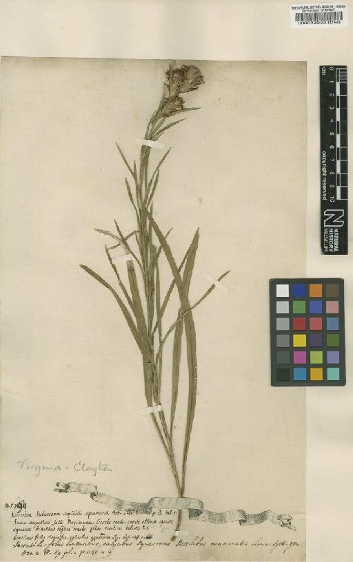 Serratula squarrosa L. - BM000032583