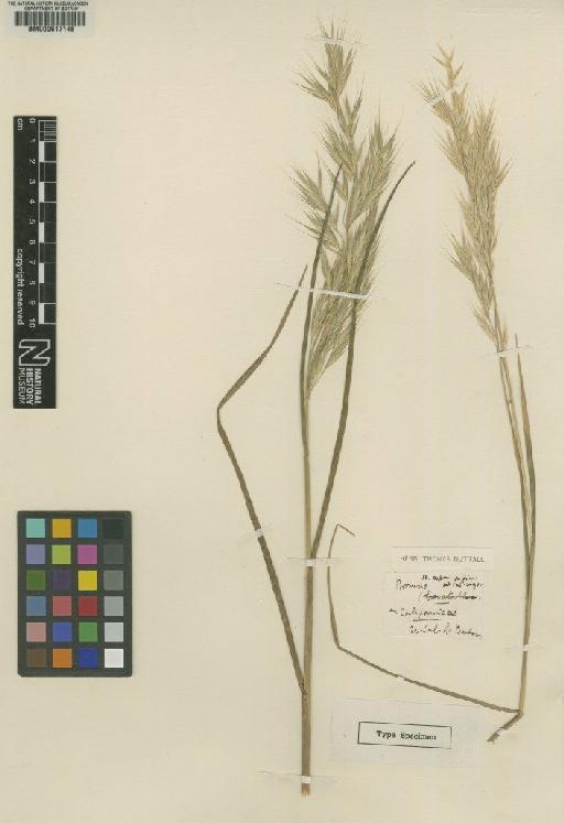 Bromus carinatus Hook. & Arn. - BM000617148