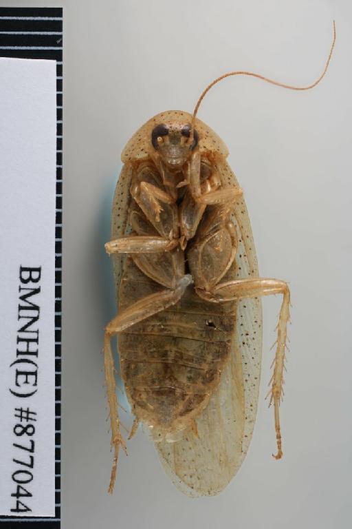 Rhabdoblatta subsparsa (Walker, 1868) - Rhabdoblatta subsparsa Walker, F, 1868, female, non type, ventral. Photographer: Aging Wang. BMNH(E)#877044