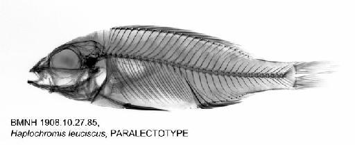 Haplochromis leuciscus Regan, 1922 - BMNH 1908.10.27.85, Haplochromis leuciscus, PARALECTOTYPE, Radiograph