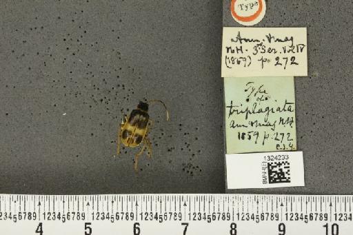 Paratriarius triplagiatus (Baly, 1859) - BMNHE_1324233_a_21738