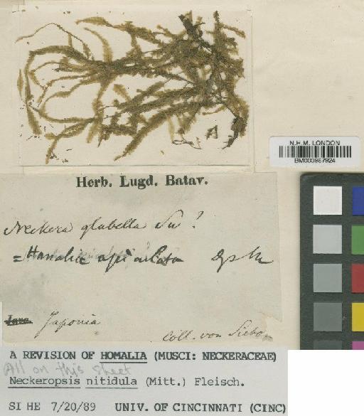 Neckeropsis nitidula (Mitt.) M.Fleisch. - BM000987924