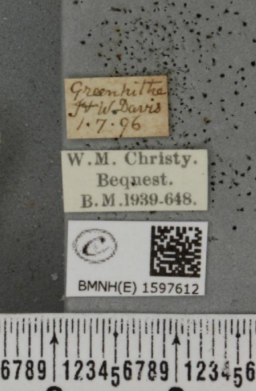 Idaea rusticata (Denis & Schiffermüller, 1775) - BMNHE_1597612_label_261435
