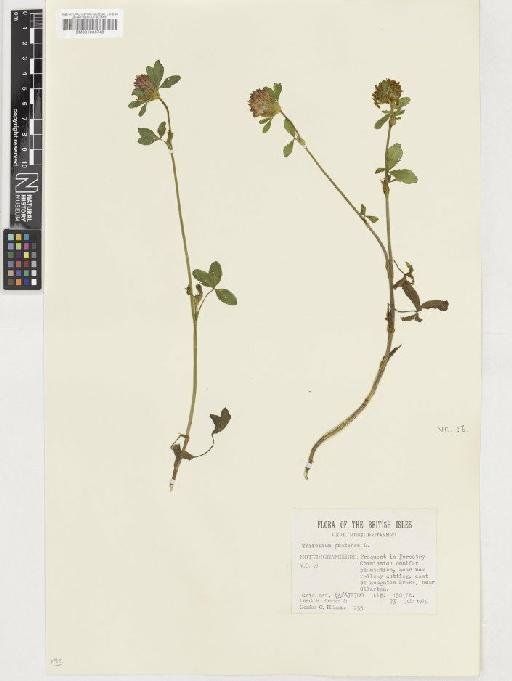 Trifolium pratense L. - BM001036748