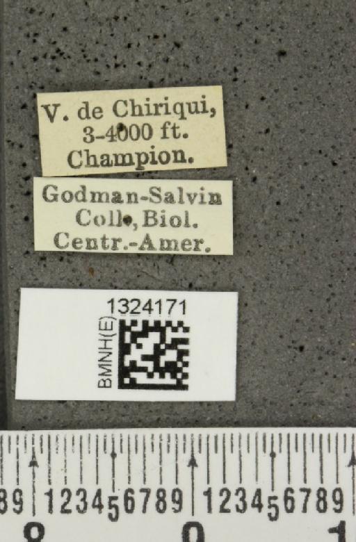 Paratriarius adonis (Baly, 1859) - BMNHE_1324171_label_21502