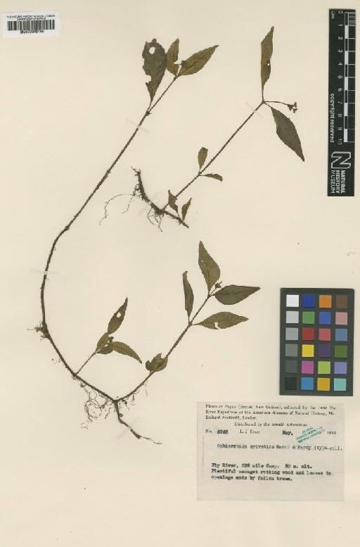 Ophiorrhiza sylvatica Merr. & L.M.Perry - BM000945169