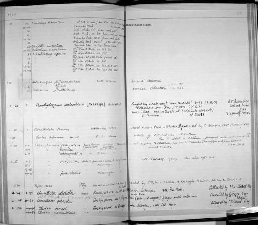 Paradiplospinus antarcticus Andriashev, 1960 - Zoology Accessions Register: Fishes: 1937 - 1960: page 218