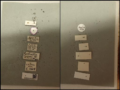 Euplectrus turneri Ferriere, 1941 - Euplectrus turneri 010370916 5.1248 labels