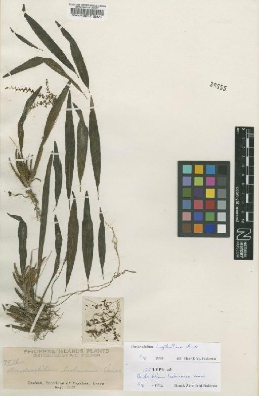Dendrochilum longibulbum Ames - BM000048952