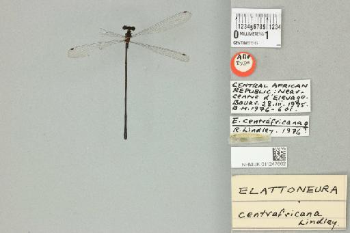 Elattoneura centrafricana Lindley, 1976 - 011247662_dorsal