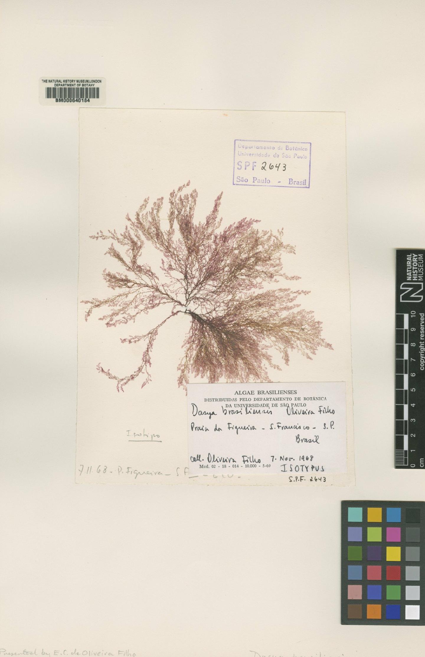 To NHMUK collection (Dasya brasiliensis Oliveira; Isotype; NHMUK:ecatalogue:4792414)