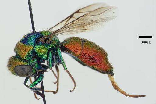 Chrysis krugeri Edney, 1947 - Chrysis_krugeri-BMNH(E)#970925_type-lateral-1_25X