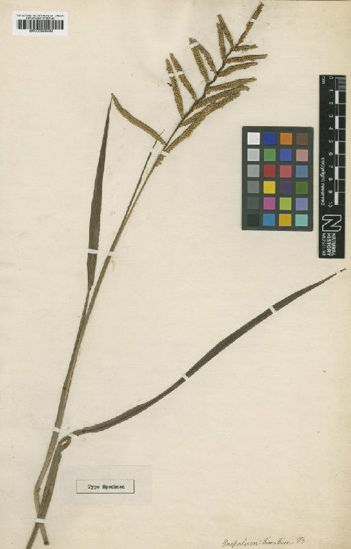 Paspalum longifolium Roxb. - BM000959598