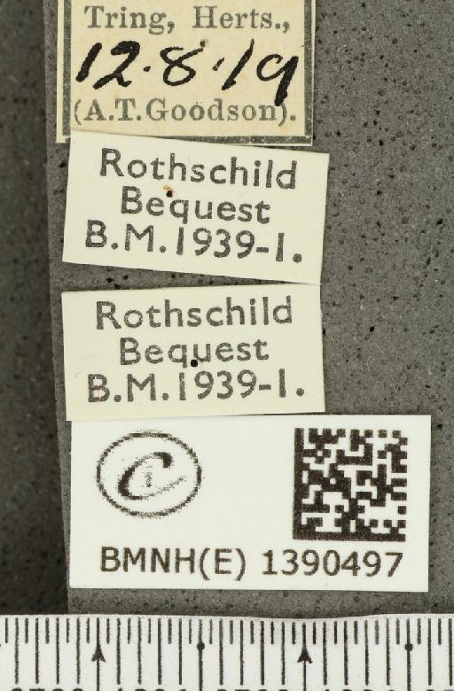 Aricia agestis (Denis & Schiffermüller, 1775) - BMNHE_1390497_label_180976