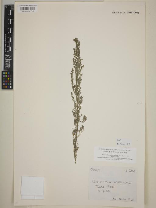 Artemisia maritima L. - BM013391788
