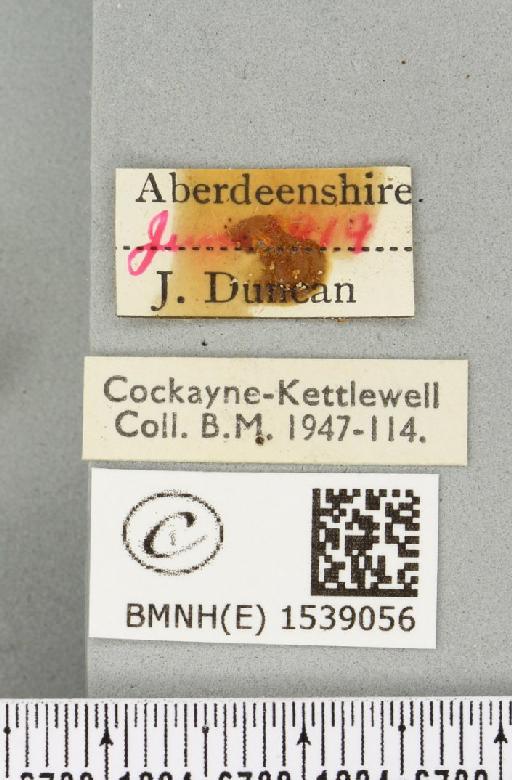 Furcula furcula (Clerck, 1759) - BMNHE_1539056_label_241673