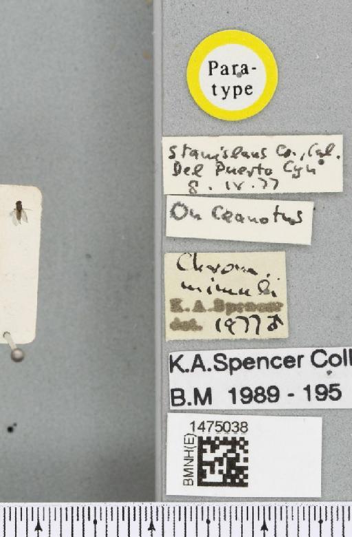 Chromatomyia mimuli Spencer, 1981 - BMNHE_1475038_label_48547