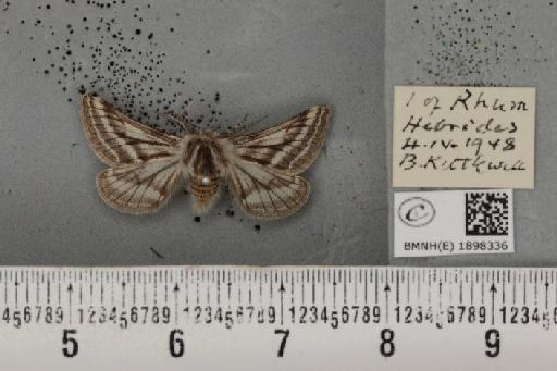 Lycia zonaria atlantica (Harrison, 1938) - BMNHE_1898336_491208