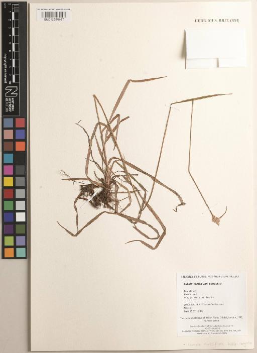 Luzula multiflora subsp. congesta (Thuill.) Arcang. - BM012556687