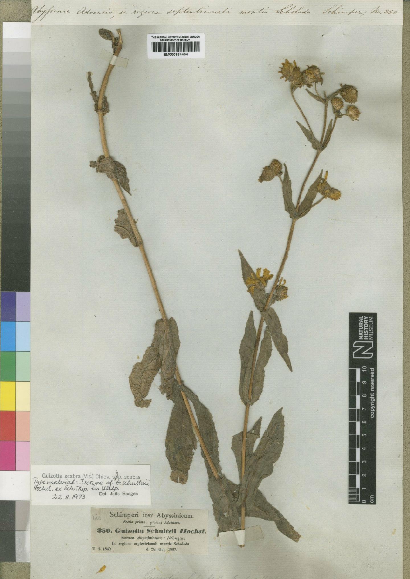 To NHMUK collection (Guizotia scabra (Vis) Chiov; Type; NHMUK:ecatalogue:4529432)