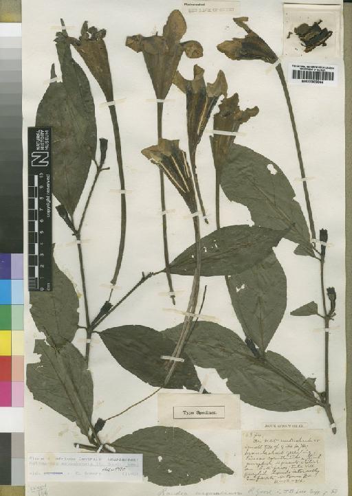 Rothmannia mayumbensis (Good) Keay - BM000903044