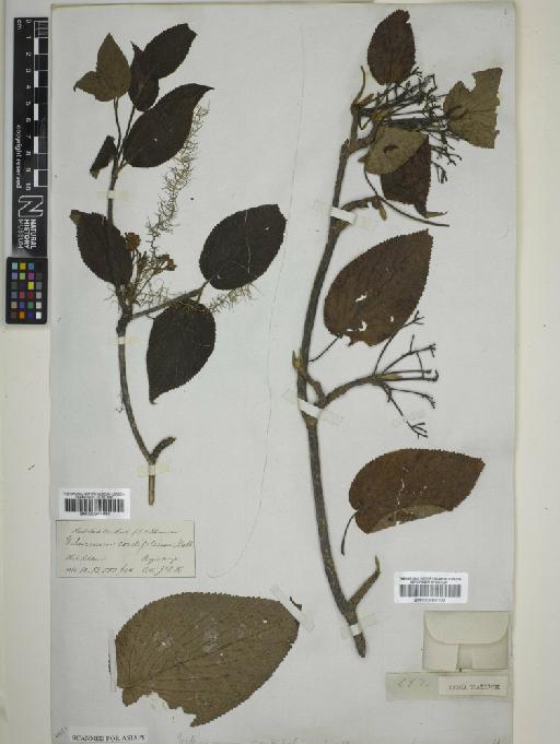 Viburnum cordifolium Wall. - 000944981