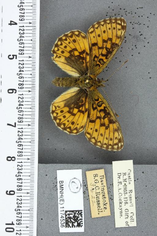 Boloria selene selene ab. consuta Cabeau, 1922 - BMNHE_1174536_29955