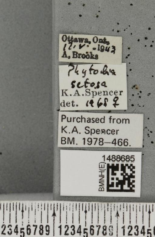 Phytobia setosa (Loew, 1869) - BMNHE_1488685_label_52532