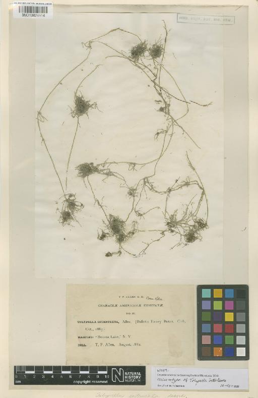 Tolypella intertexta Allen - Sheet