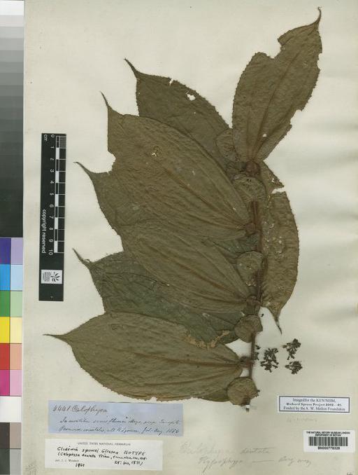 Clidemia sprucei Gleason - Spruce - BM000778328