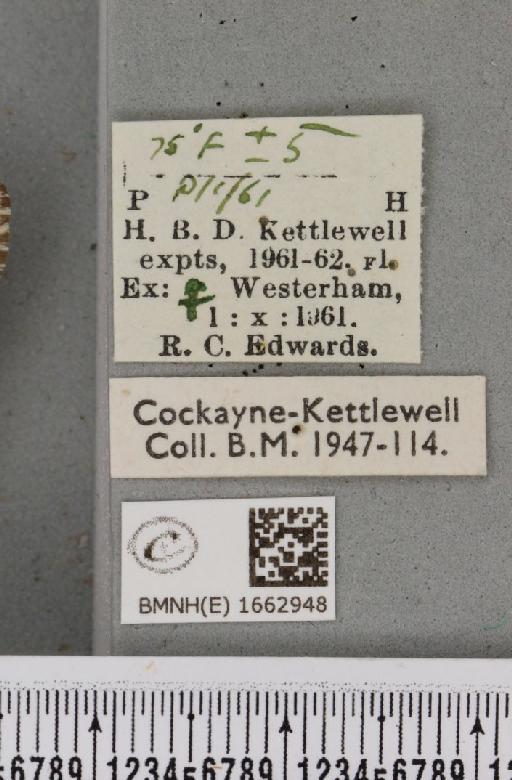 Utetheisa pulchella (Linnaeus, 1758) - BMNHE_1662948_label_283477