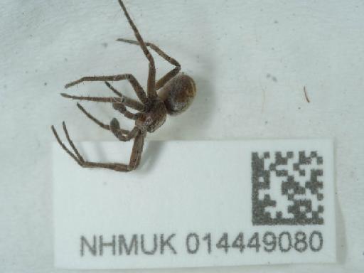 Philodromus collinus C.L. Koch, 1835 - 014449080_2