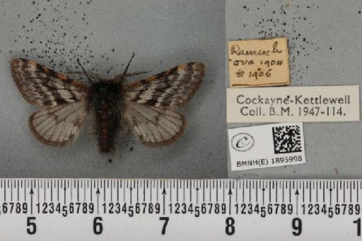 Lycia lapponaria scotica (Harrison, 1916) - BMNHE_1895998_458921