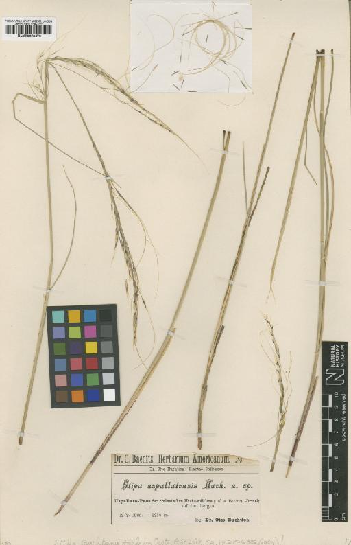 Stipa pogonathera E.Desv. - BM000938479