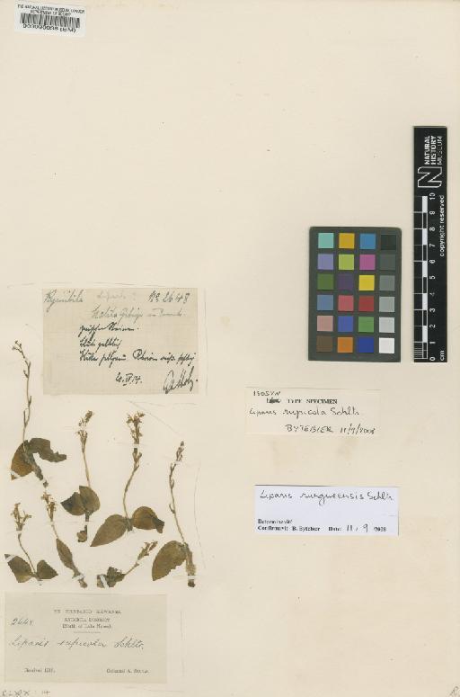 Liparis rungweensis Schltr. - BM000090036