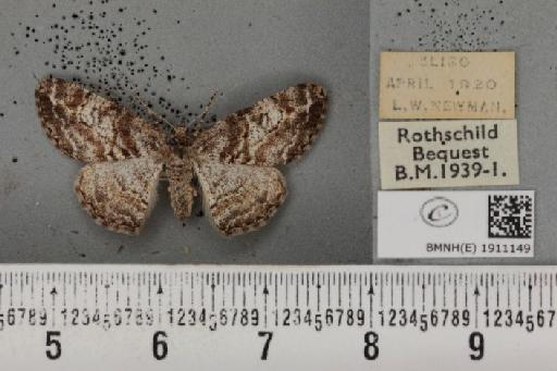 Cleora cinctaria cinctaria ab. tangens Lempke, 1952 - BMNHE_1911149_472312